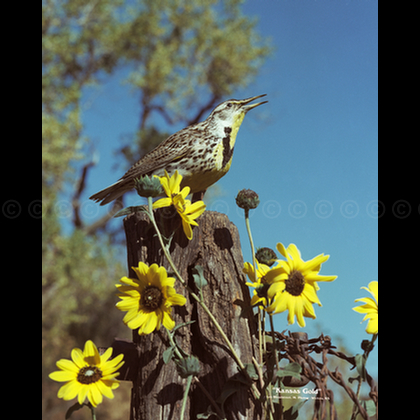 Kansas Gold