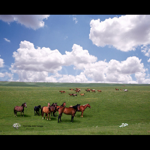 Wild horses in the Flinthills