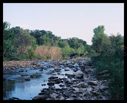 Flint Hills Stream with Cattle